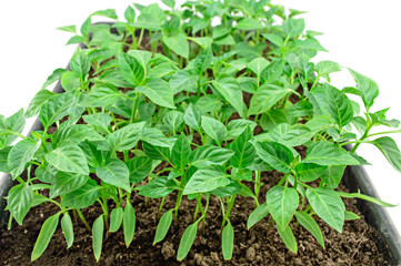 Young green pepper seedlings