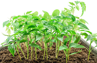 Young seedlings close up