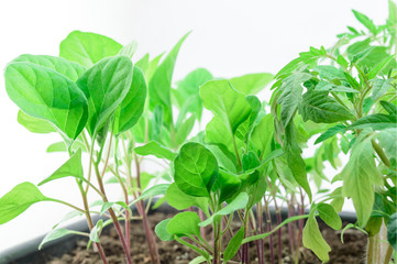 Young seedlings close up