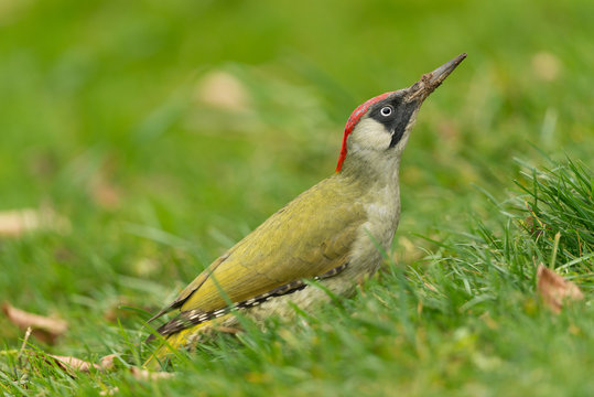 Grünspecht, European green woodpecker, Picus viridis