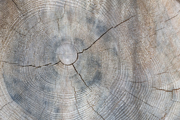 Querschnitt eines Baumstamms mit Jahresringen