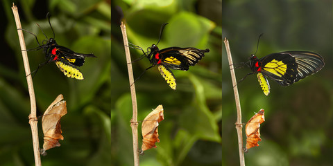 Emerging and metamorphosis of tropical  Golden birdwing  butterf