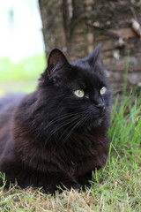 Chat