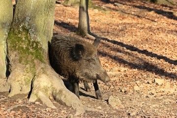 Wildschwein (Sus scrofa) scheuert sich an Baumstamm