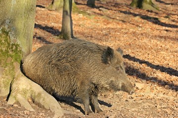 Wildschwein (Sus scrofa) scheuert sich an Baumstamm