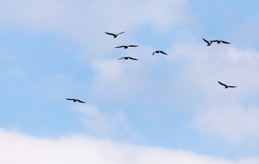 Fototapeta na wymiar A flock of seagulls flying in the sky