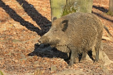 Wildschwein (Sus scrofa) scheuert sich an Baumstamm