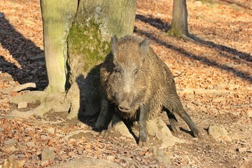 Wildschwein (Sus scrofa) scheuert sich an Baumstamm