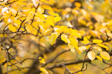 yellow leaves on the tree in autumn