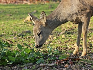 Reh (Capreolus capreolus) frisst Brombeerblätter

