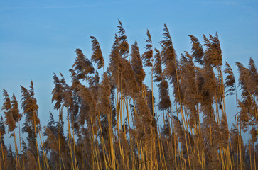 Schilfpflanzen vor blauem Himmel