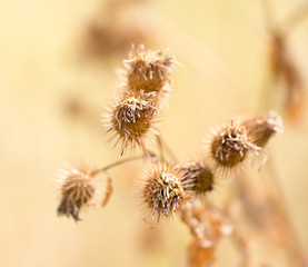 Dry prickly plant in nature