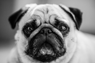 Cute pug puppy dog