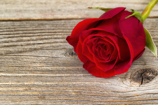 Single freshly cut red rose on rustic wood