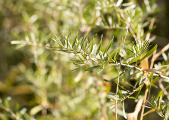 small leaves on the bush plants in nature