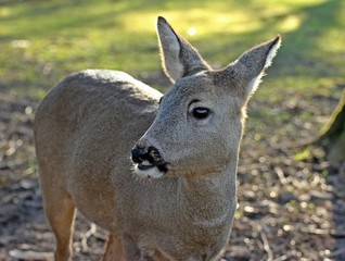 Reh (Capreolus capreolus)
