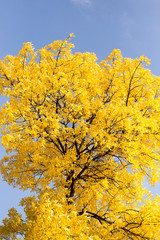 Fototapeta premium Yellow leaves on autumn trees against the blue sky