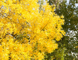 yellow leaves on the tree in autumn