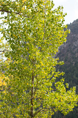 Fototapeta premium green leaves on the tree in nature