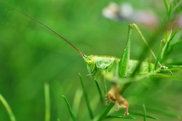 Зеленый кузнечик
