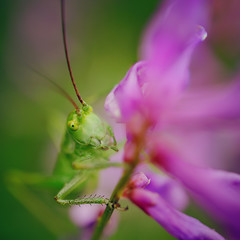 Зеленый кузнечик на цветке