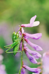 Кузнечик на цветке