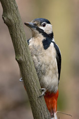 Great Spotted Woodpecker sitting on the tree  (Dendrocopos major)