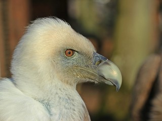 Portrait eines Gänsegeiers (Gyps fulvus)
