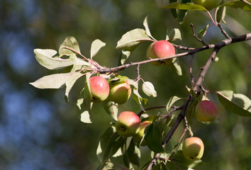 ripe apples on the tree in nature