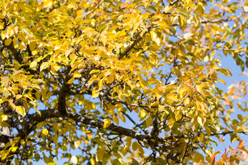 yellow leaves on the tree in autumn