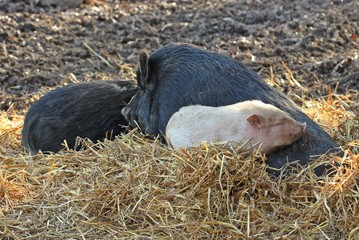 Mini-Hängebauchschweine mit Ferkeln