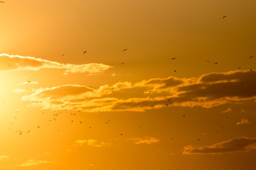 a flock of birds at sunset