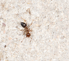 ants on the wall. close-up