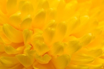 Fototapeta premium żółty kwiat chryzantemy jako tło. blisko