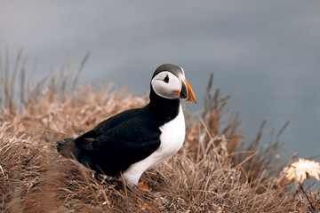 Puffin