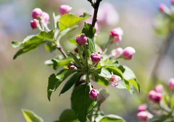 beautiful flowers on the apple tree in nature