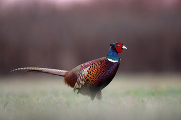 Pheasant