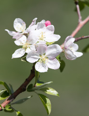 Obraz premium beautiful flowers on the apple tree in nature