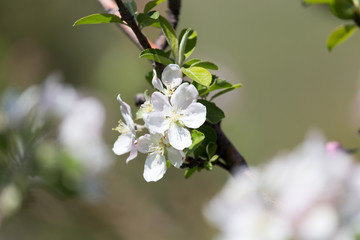 beautiful flowers on the apple tree in nature