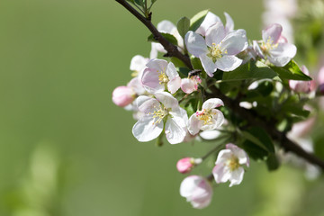 beautiful flowers on the apple tree in nature