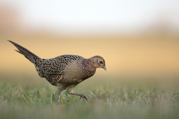 Female pheasant