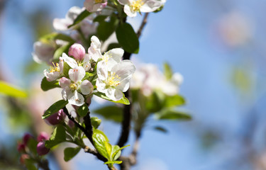 flowers on apple trees against the blue sky