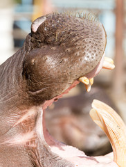 hippopotamus teeth