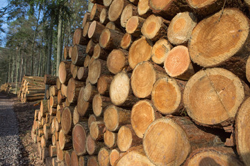 Industrieholz im Pfälzer Wald