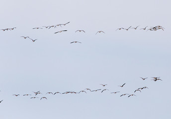 a flock of birds in the sky
