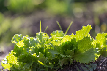 lettuce leaves on nature