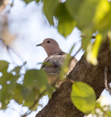 bird dove nature