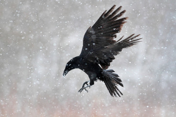 Raven in snow storm - 98863627