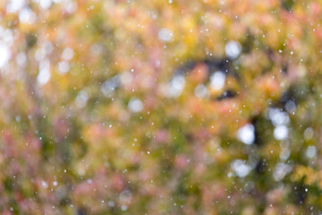 the first snow in the autumn as a background