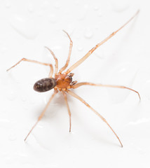 Spider on a white background with water drops